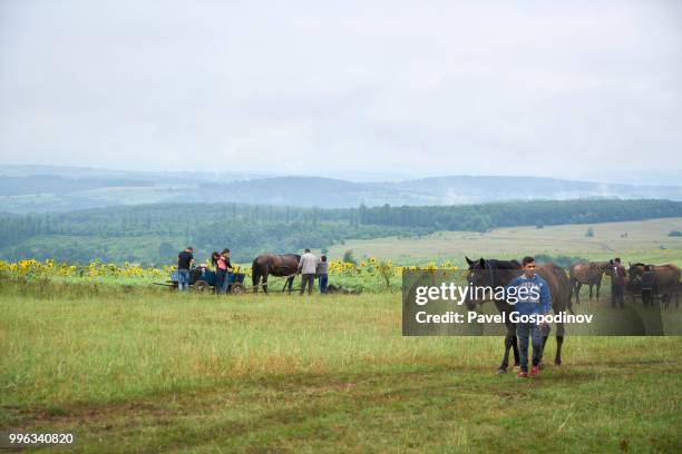 horses and wagons of the local christian and muslim romanies (gypsies) participating in the traditional national festivity in the neighborhood of baba kondu in the municipality of targovishte, bulgaria - national career fairs imagens e fotografias de stock