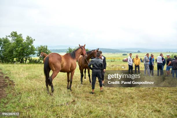 young romanies (gypsies) preparing for a horse show during the traditional national festivity in the neighborhood of baba kondu in the municipality of targovishte, bulgaria - pavel gospodinov stockfoto's en -beelden