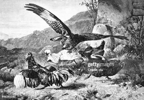illustrations, cliparts, dessins animés et icônes de eagle tente de chasser les poulets - poulet vol