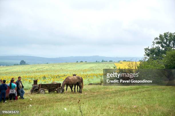 horses and wagons of the local christian and muslim romanies (gypsies) participating in the traditional national festivity in the neighborhood of baba kondu in the municipality of targovishte, bulgaria - baba stockfoto's en -beelden