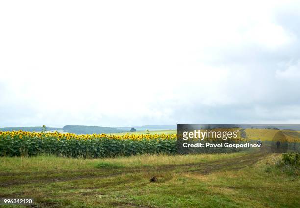 a young and an old roma men (gypsies) walking in a sunflowers field close to traditional national festivity in the neighborhood of baba kondu in the municipality of targovishte, bulgaria - baba stockfoto's en -beelden