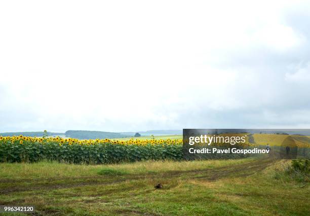 a young and an old roma men (gypsies) walking in a sunflowers field close to traditional national festivity in the neighborhood of baba kondu in the municipality of targovishte, bulgaria - pavel gospodinov stock pictures, royalty-free photos & images