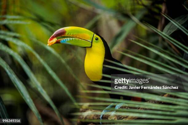 a keel-billed toucan eating a piece of fruit. ramphastos sulfuratus. - toucan 個照片及圖片檔