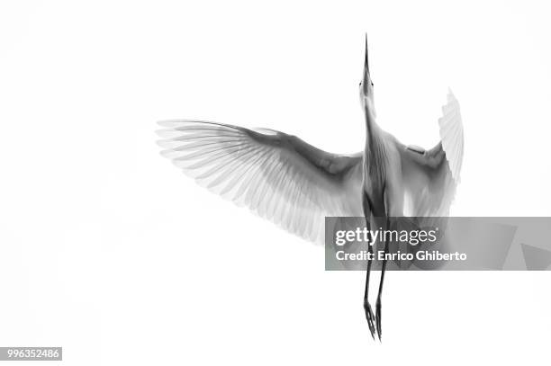 a egret in mid flight from below in vietnam. - aigrette photos et images de collection