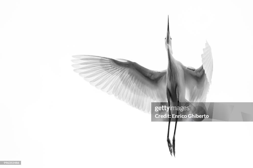 A Egret in mid flight from below in Vietnam.