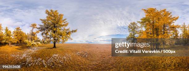 in autumn larch forest. mongolia - larch stock pictures, royalty-free photos & images