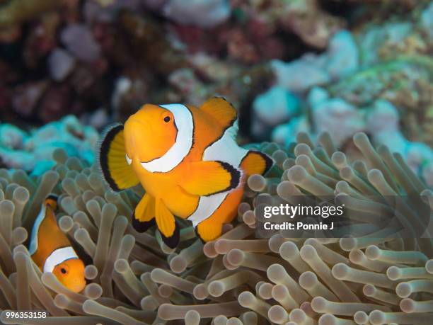 clownfish and anemone - ponnie stock-fotos und bilder