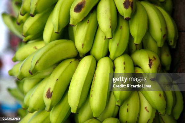 banana bunches in a fain in santarem, amazon region, brazil - amazon region stockfoto's en -beelden
