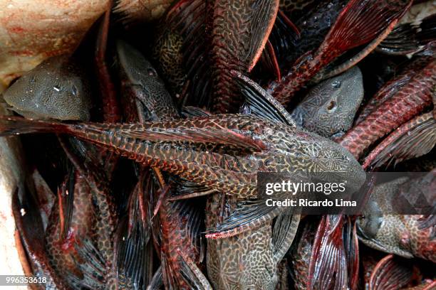 acari (loricariidae), a freshwater fish exposed for sale in santarem, para state, brazil - loricariidae stock pictures, royalty-free photos & images
