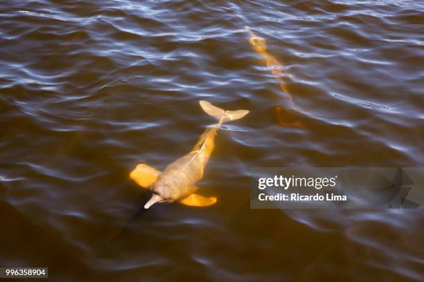 dolphins in tapajos river, santarem, brazil - boto river dolphin stock-fotos und bilder