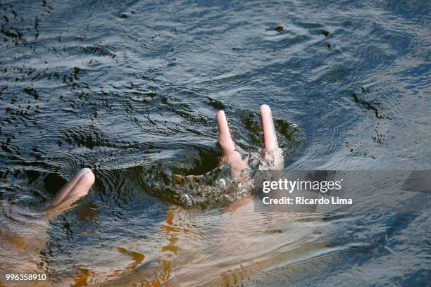 pink dolphins (inia geoffrensis) pictured in the waters of tapajos river, amazon region, brazil - amazon region stockfoto's en -beelden