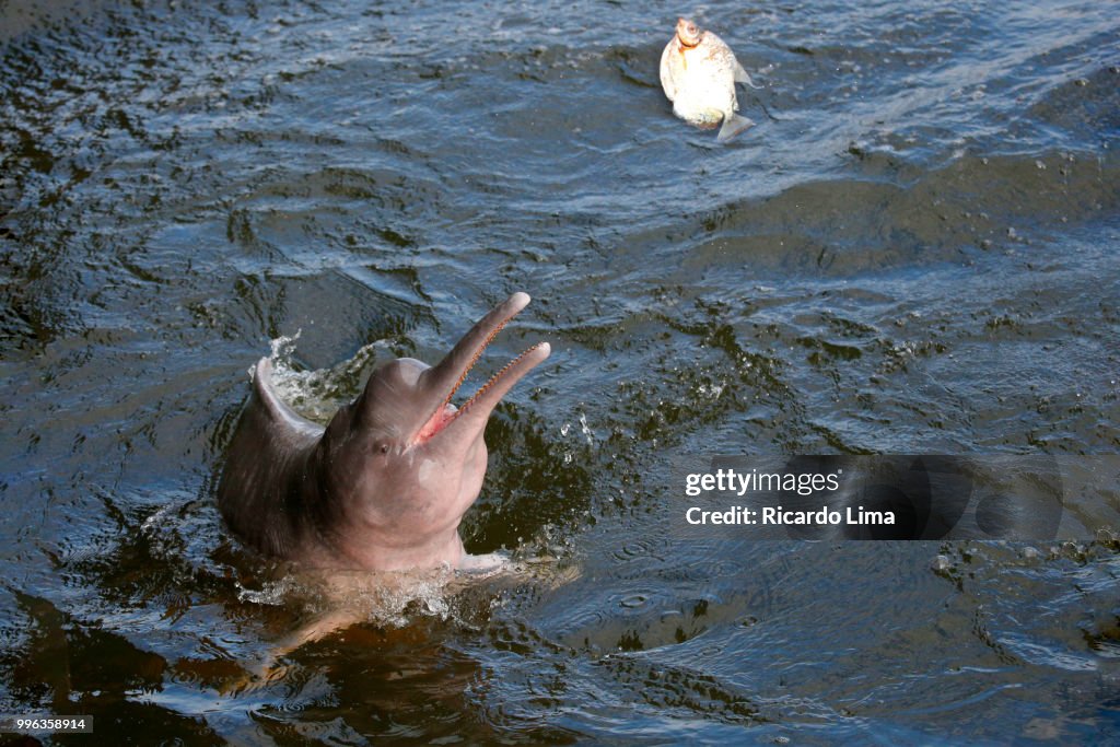 Pink Dolphin (Inia geoffrensis) Pictured In The Waters Of Tapajos River, Amazon Region, Brazil