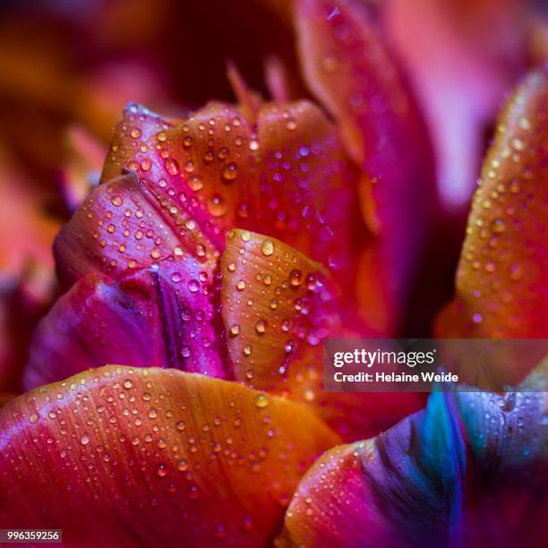 close-up tulip petals - weide stock pictures, royalty-free photos & images