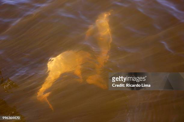 amazonian dolphins (inia geoffrensis) - boto river dolphin stock-fotos und bilder