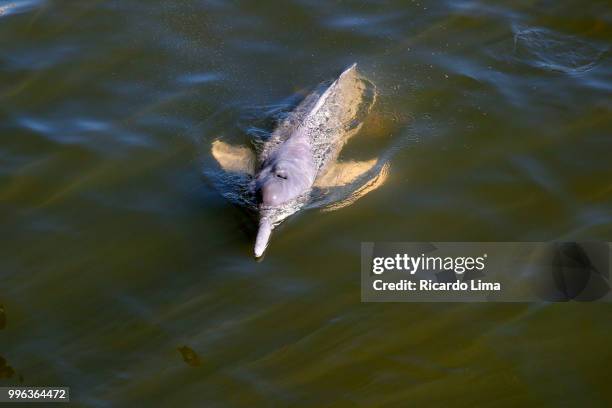 Botofish Boto Photos and Premium High Res Pictures - Getty Images