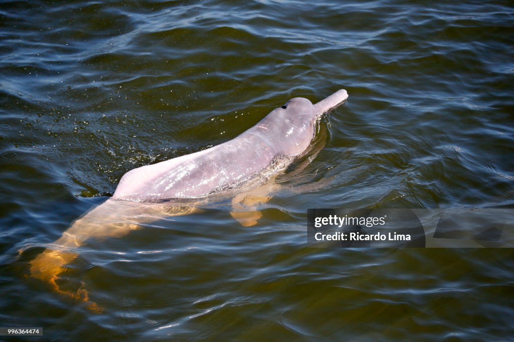 Amazon Dolphins Swimming On The Waters Of Tapajos River