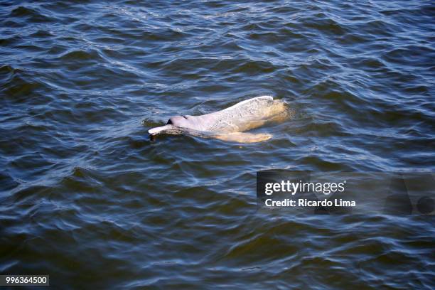 high angle view of a boto (inia geoffrensis) on the waters of tapajos river - boto river dolphin stock-fotos und bilder