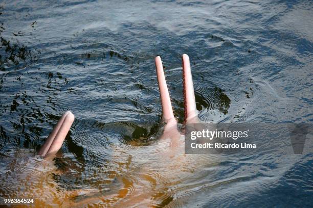 dolphins (inia geoffrensis) swimming at tapajos river, amazon region, brazil - boto river dolphin stock-fotos und bilder