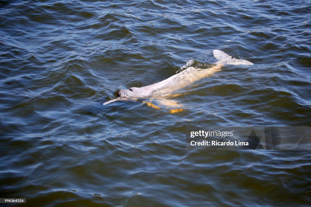 High angle view Of A Boto (Inia geoffrensis) On The Waters Of Tapajos River