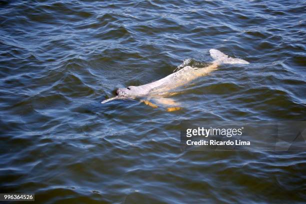 high angle view of a boto (inia geoffrensis) on the waters of tapajos river - boto river dolphin stockfoto's en -beelden
