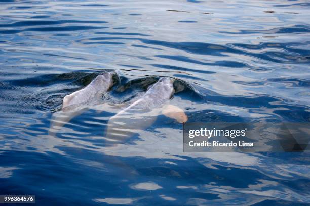 amazonian botos (inia geoffrensis) swimming on the blue waters of tapajos river, brazil - boto river dolphin stockfoto's en -beelden