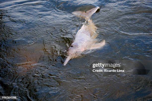 pink dolphin, amazon region, brazil - delphine forest stock-fotos und bilder