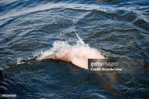pink dolphins (inia geoffrensis) pictured on the waters of tapajos river, amazon region, brazil - delphine forest stock-fotos und bilder