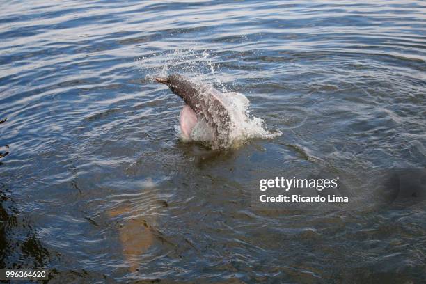 pink dolphin jumping in the waters of tapajos river, amazon region, brazil - boto river dolphin imagens e fotografias de stock