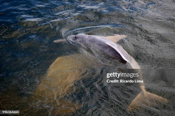 high angle view of dolphin swimming in tapajos river, amazon region brazil - boto river dolphin stock-fotos und bilder