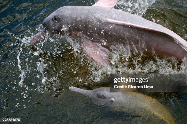 high angle view of dolphin swimming in tapajos river, amazon region brazil - boto river dolphin stockfoto's en -beelden