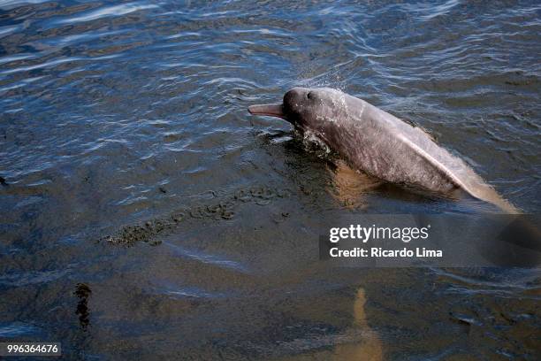 dolphin or boto (inia geoffrensis) in tapajos river, amazon region, brazil - boto river dolphin stock-fotos und bilder