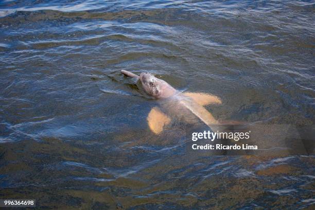 dolphin or boto (inia geoffrensis) in tapajos river, amazon region, brazil - boto river dolphin stockfoto's en -beelden