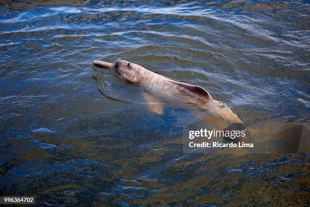 dolphin or boto (inia geoffrensis) in tapajos river, amazon region, brazil - boto river dolphin imagens e fotografias de stock