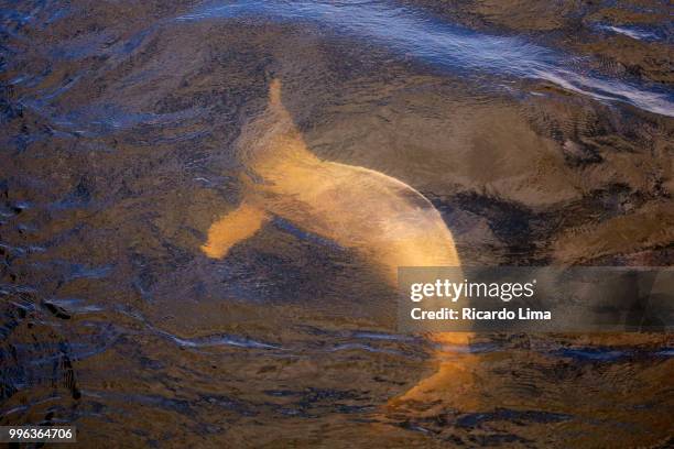 amazonian pink dolphins, para state, brazil - delphine forest stock-fotos und bilder