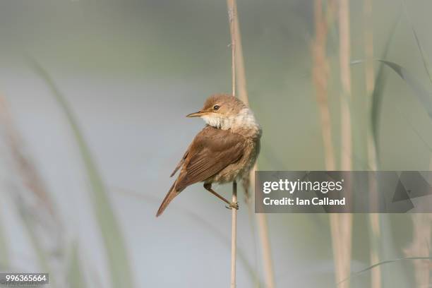 A Small Reed Small Reed Photos and Premium High Res Pictures - Getty Images