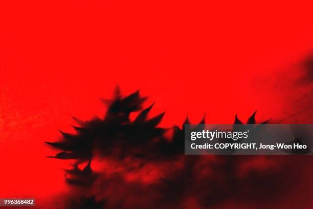 shadows of leaves reflected on the red parasol ceiling - jong won heo stock-fotos und bilder