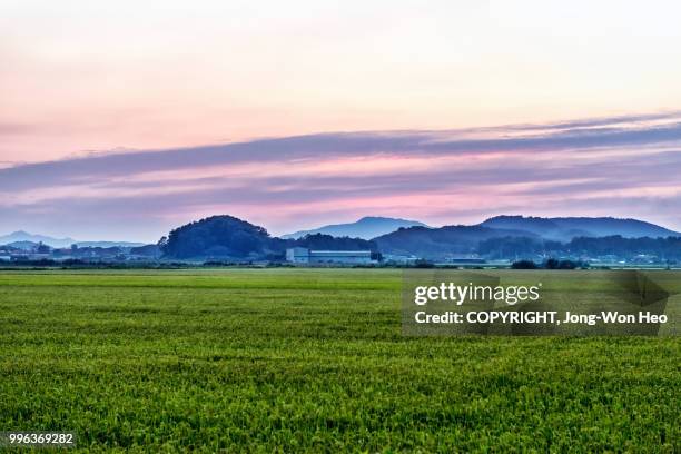 sunset over rice paddies - jong won heo stock pictures, royalty-free photos & images