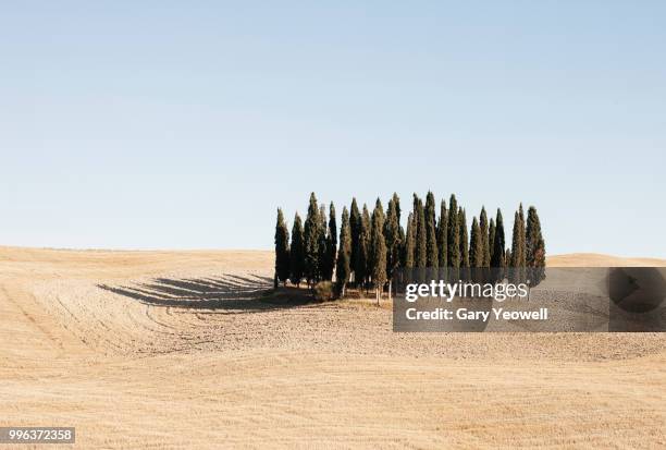 rolling hills of tuscany with cypress trees - italian cypress fotografías e imágenes de stock