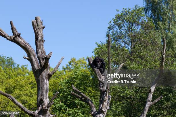 chimpanzee monkey on a trees over blue sky - chimpanzee teeth stockfoto's en -beelden