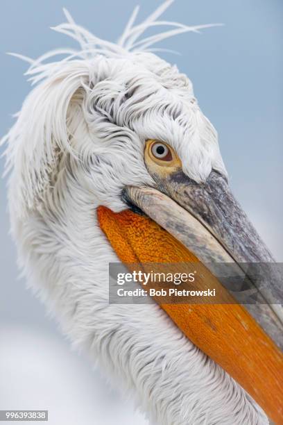 a close-up of a pelican. - pelikan stock-fotos und bilder