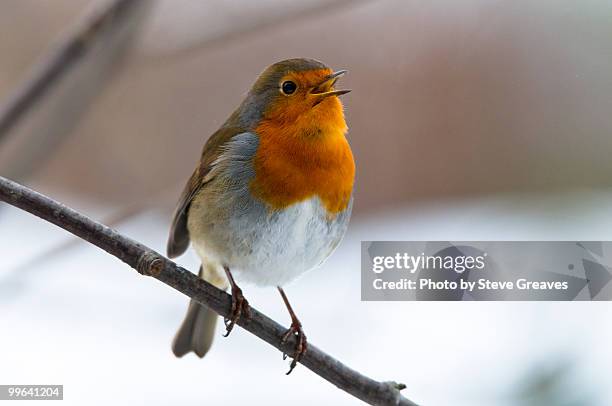 robin (erithacus rubecula) singing in a rowan tree - robin stock-fotos und bilder