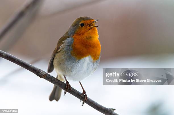 robin (erithacus rubecula) singing in a rowan tree - robin fotografías e imágenes de stock