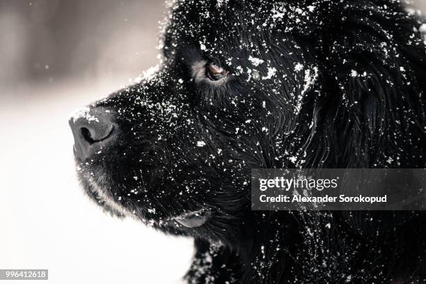 beautiful big newfondlander dog in snow - newfoundlandshund bildbanksfoton och bilder