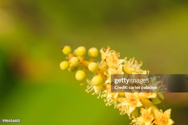 mini almendro flowers on a sunset light - almendro stock pictures, royalty-free photos & images