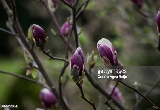 magnolia soulangeana rustica rubra - magnolia soulangeana fotografías e imágenes de stock