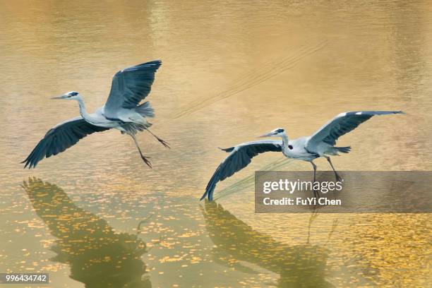 hsinchu,taiwan - hsinchu stock pictures, royalty-free photos & images