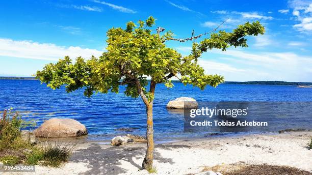 lonely tree at the beach - kalmar bildbanksfoton och bilder