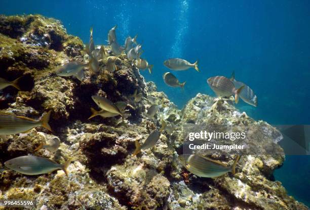 peces en los fondos del cabo de palos, murcia - fondos stock pictures, royalty-free photos & images