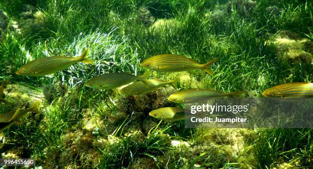 peces en los fondos del cabo de palos, murcia - juampiter fotografías e imágenes de stock