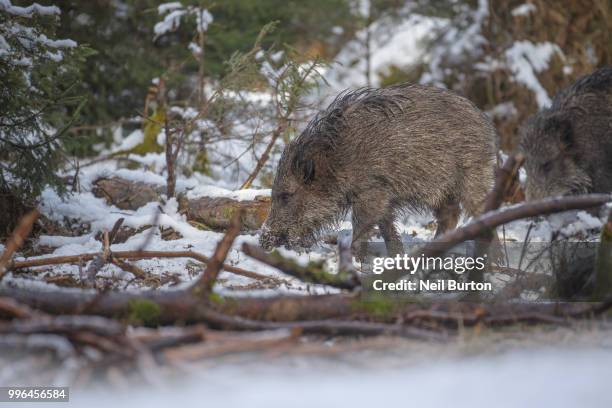 little un - artiodactyla imagens e fotografias de stock